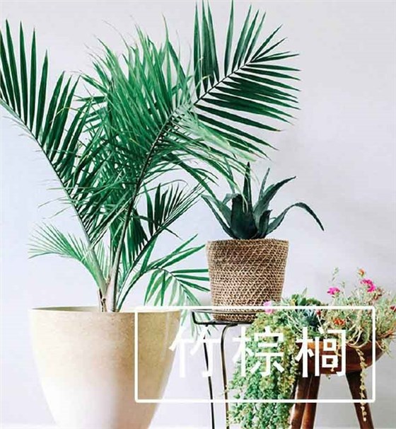 竹棕榈